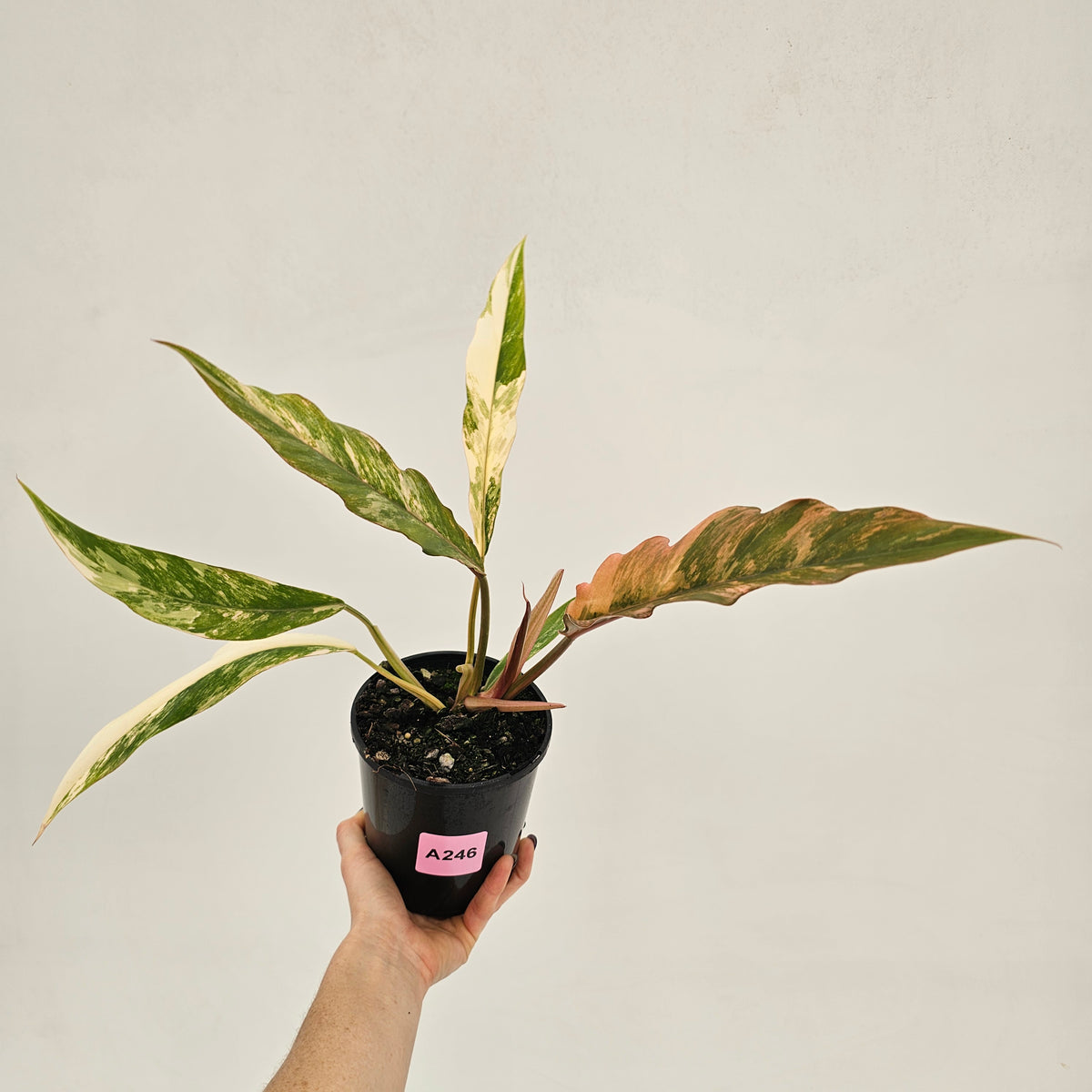 Philodendron serratum 'Caramel Marble' -flash sale