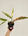 Philodendron serratum 'Caramel Marble' -flash sale