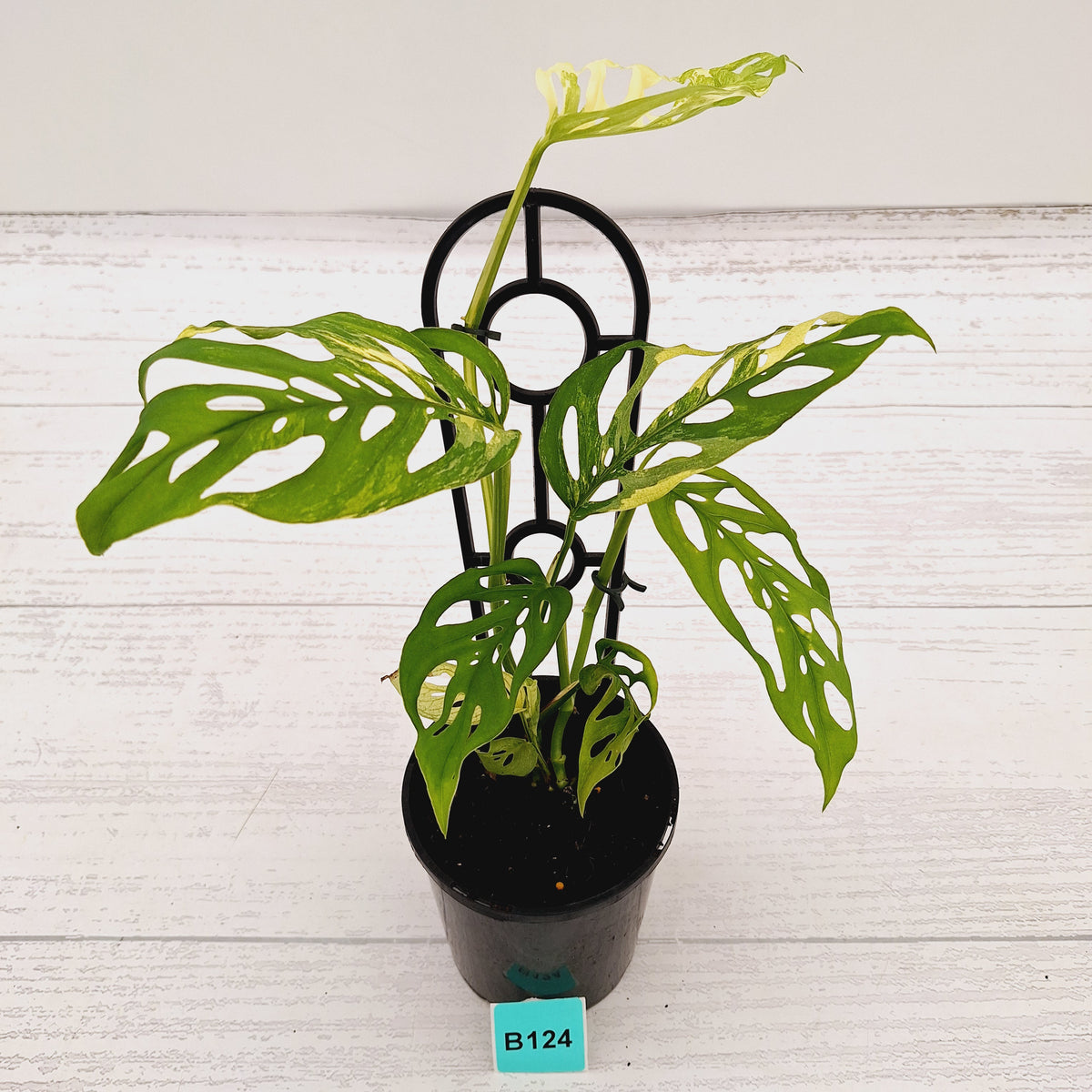 Monstera adansonii Variegata