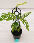 Monstera adansonii Variegata