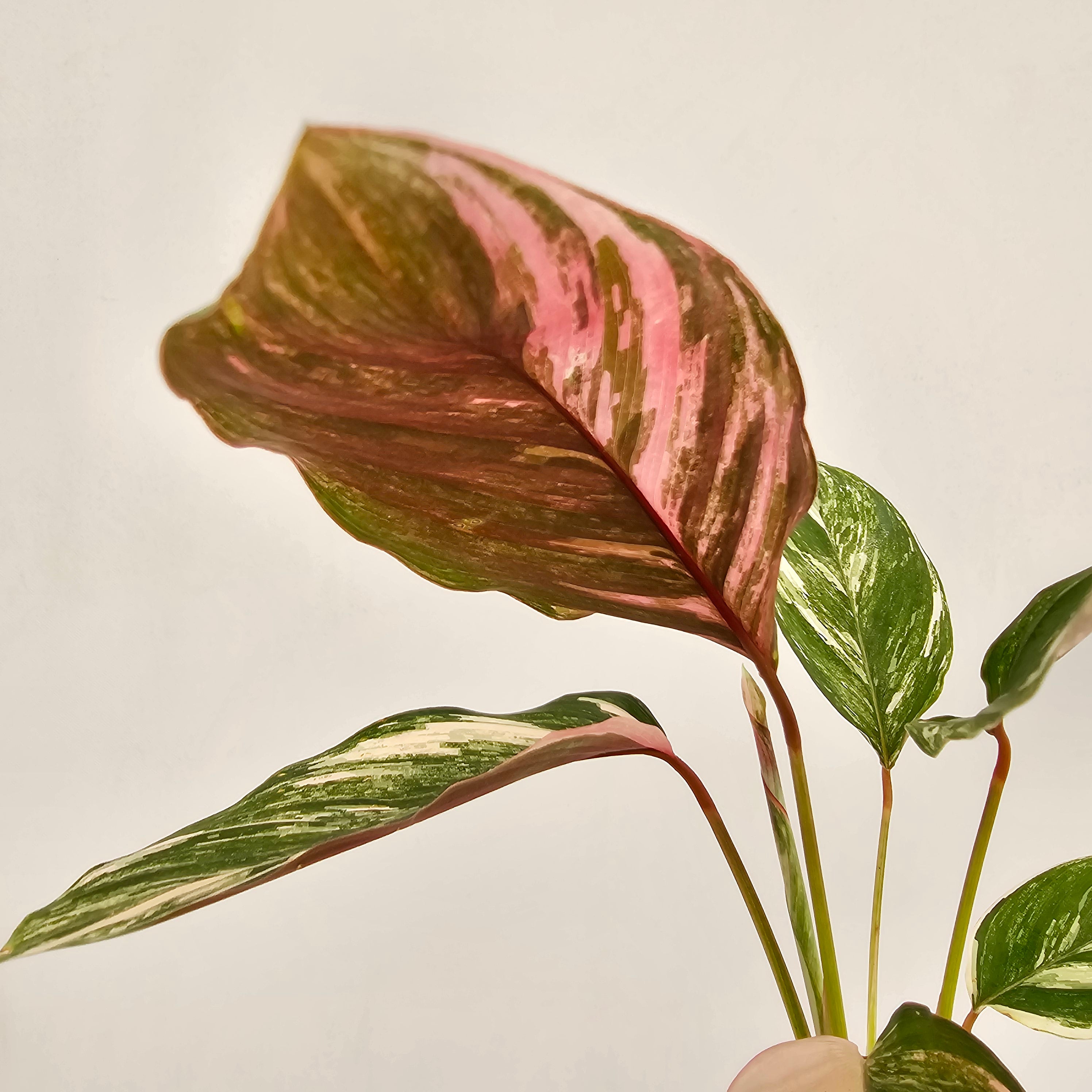 Calathea spp. Glaza
