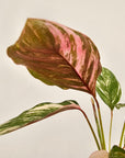 Calathea spp. Glaza