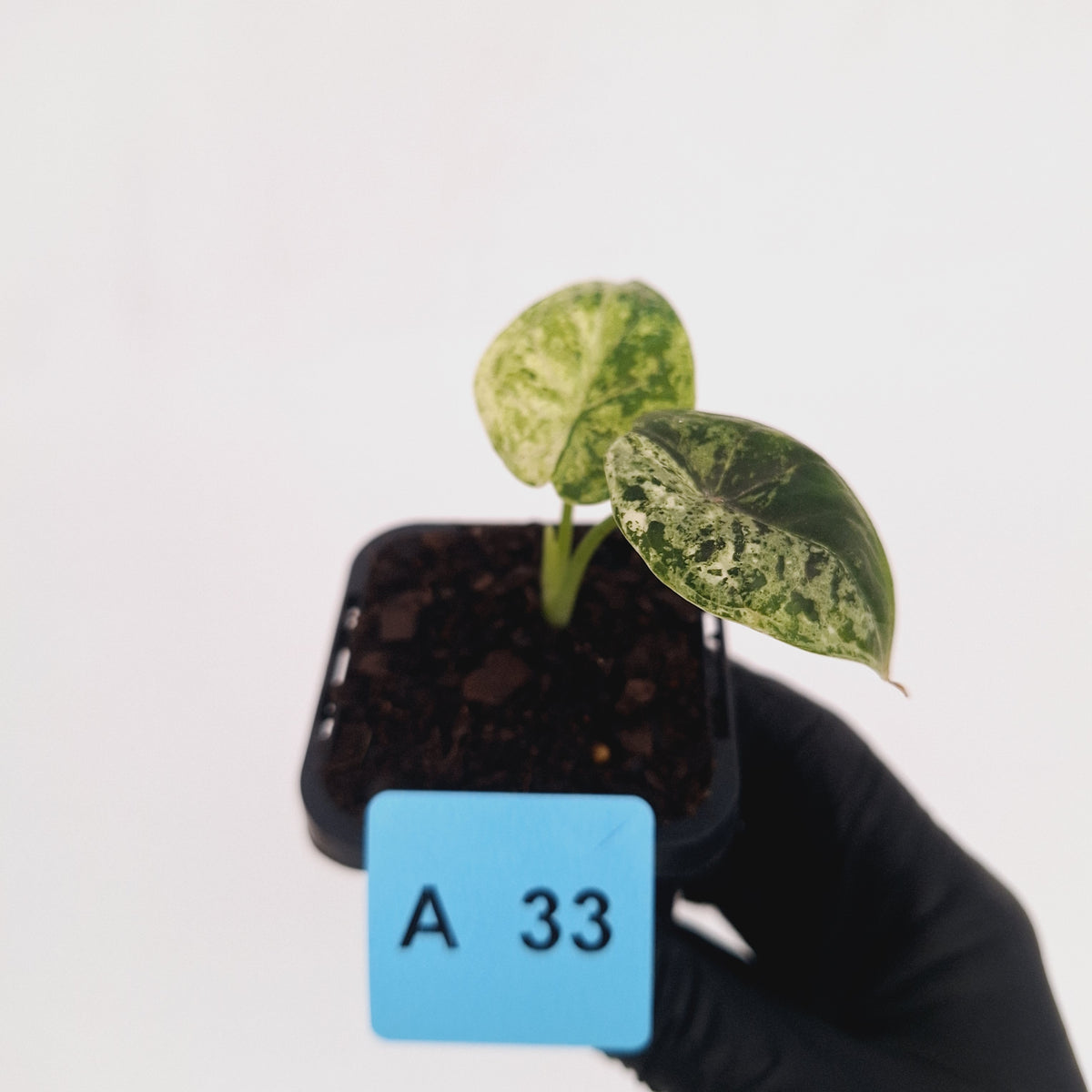 Alocasia baginda ‘Dragon Scale Mint'