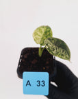 Alocasia baginda ‘Dragon Scale Mint'