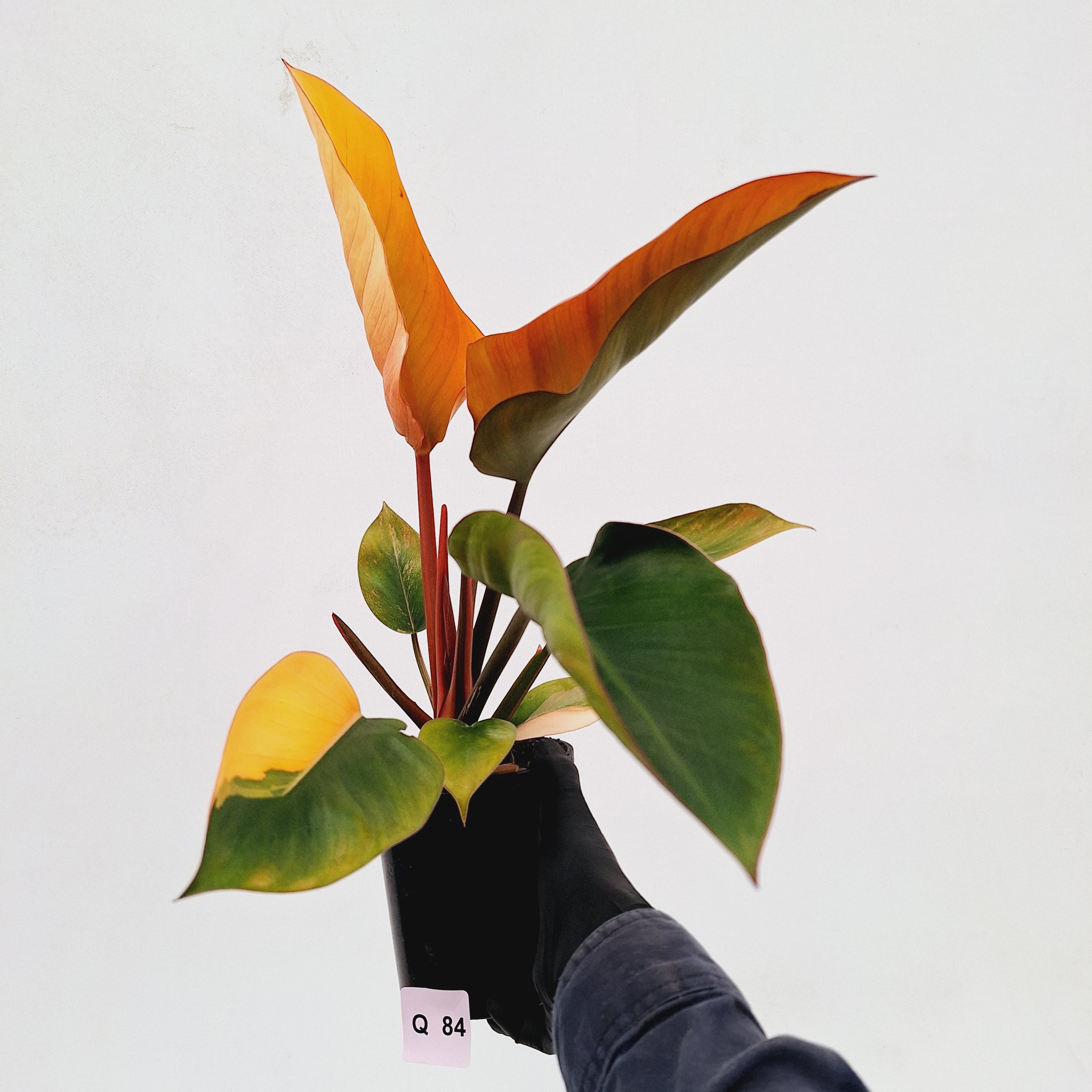 Philodendron &#39;Rojo Congo Variegated&#39;