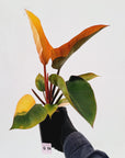 Philodendron 'Rojo Congo Variegated'