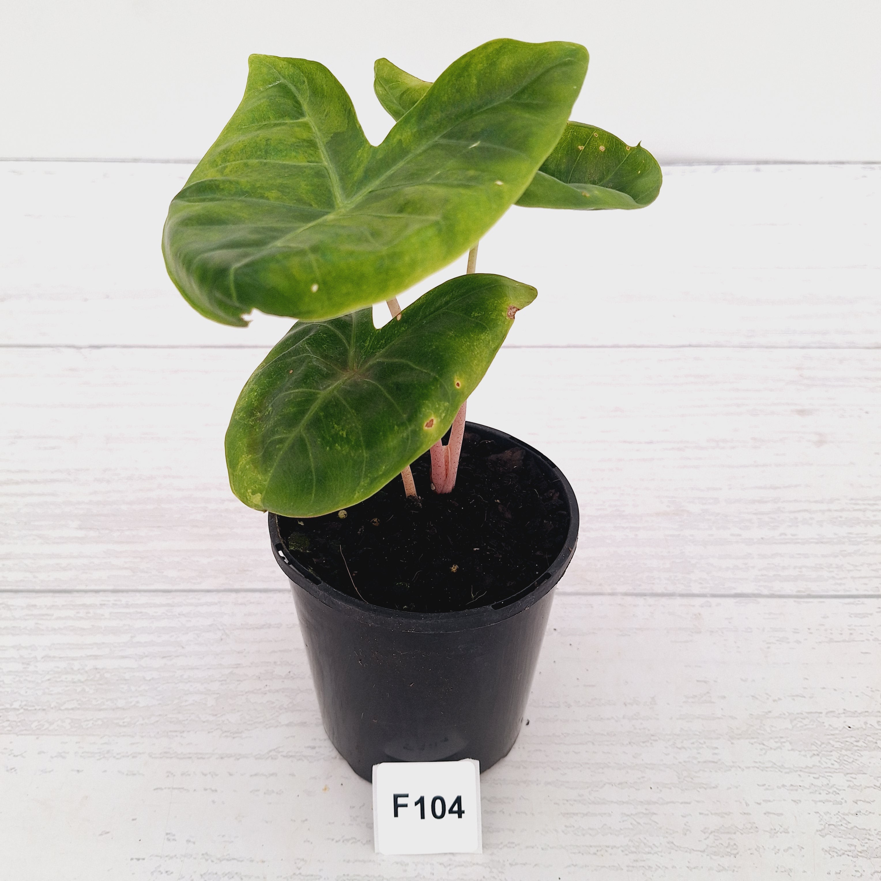 Alocasia 'Morocco' Variegated - SALE