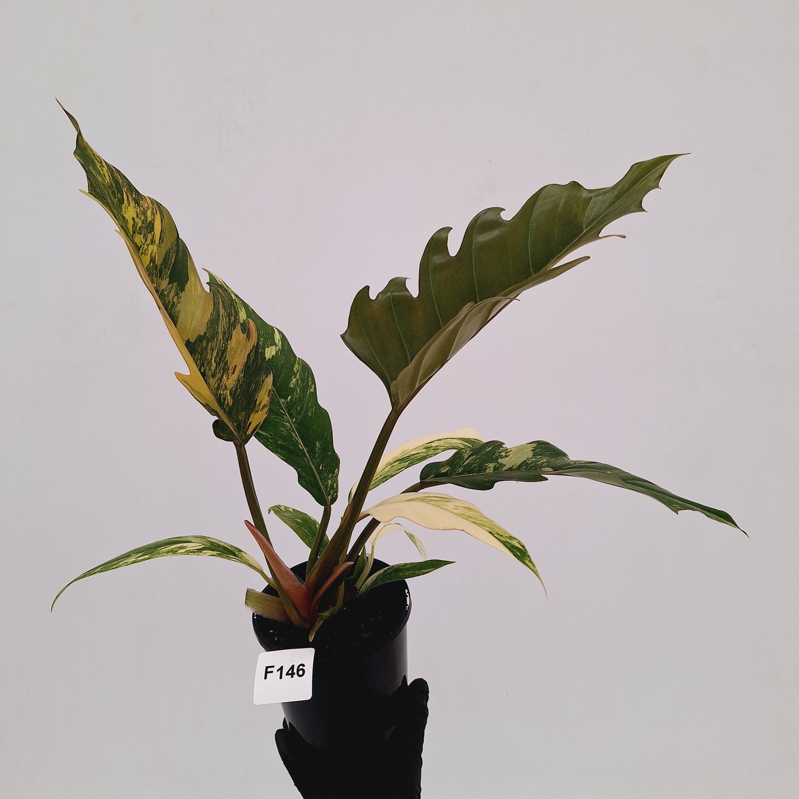 Philodendron serratum Caramel Marble