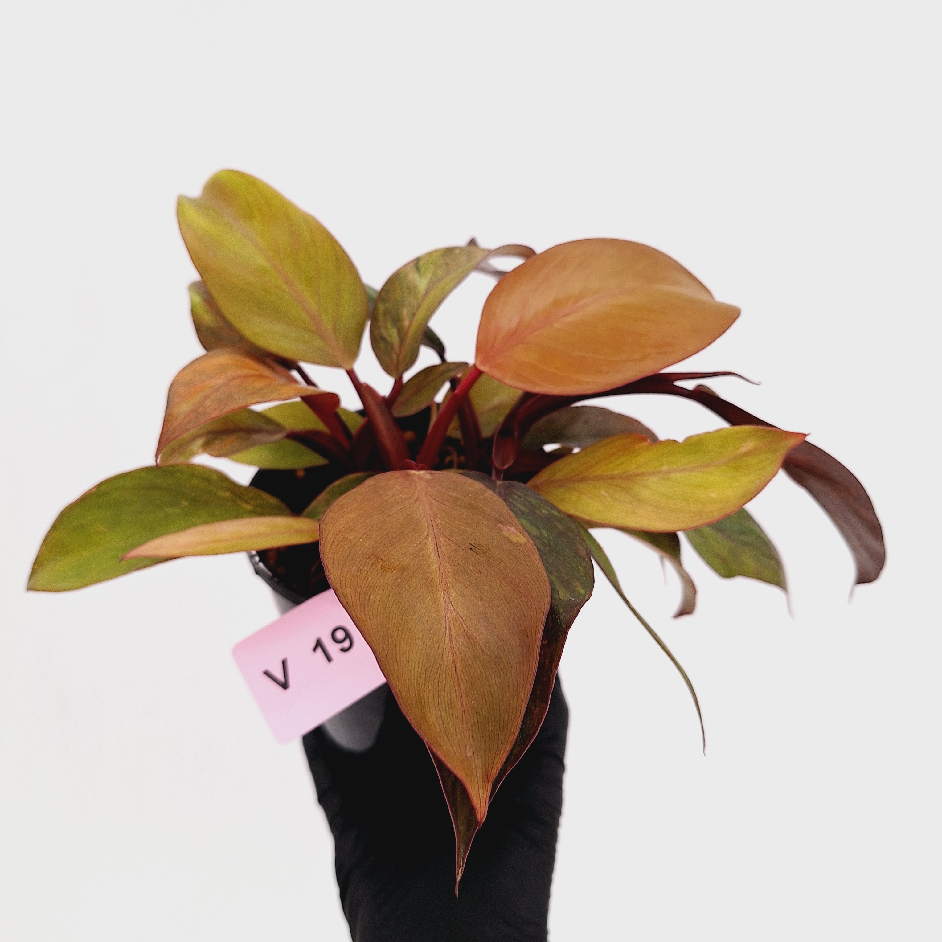Philodendron 'Orange Princess' Sport