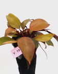 Philodendron 'Orange Princess' Sport