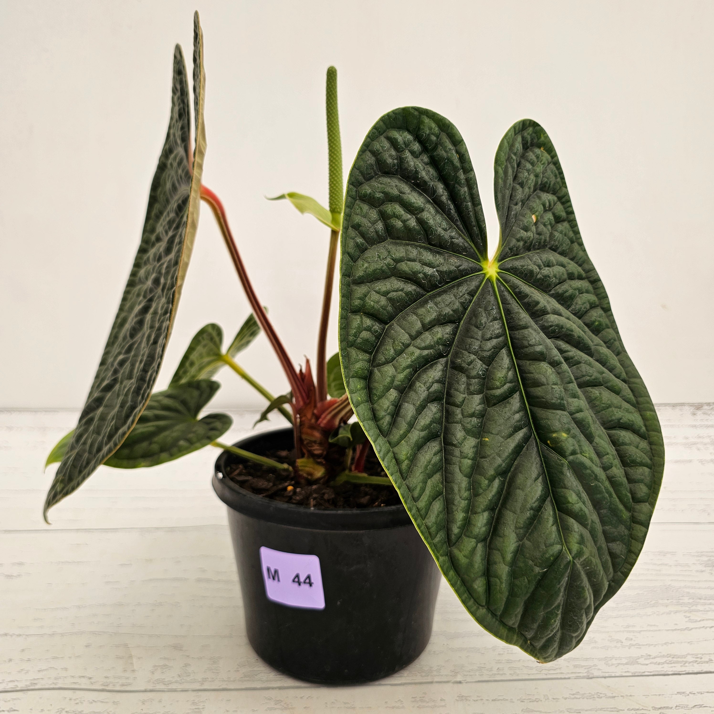 Anthurium Luxurians
