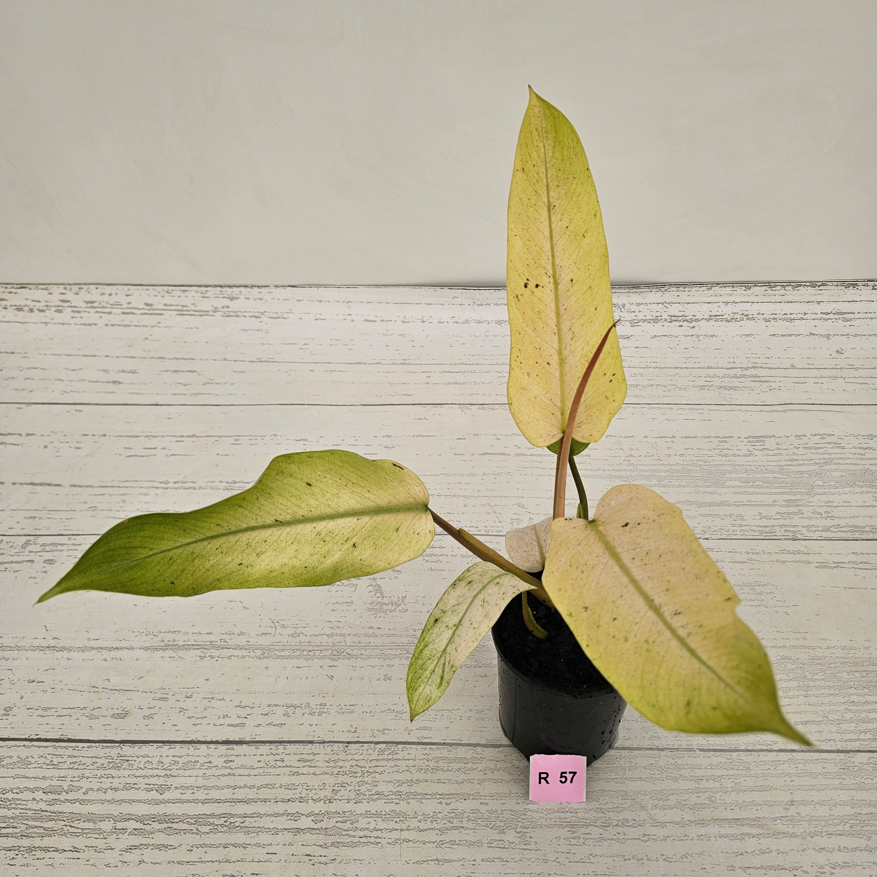 Philodendron  'Whipple Way' SALE