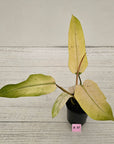 Philodendron  'Whipple Way' SALE