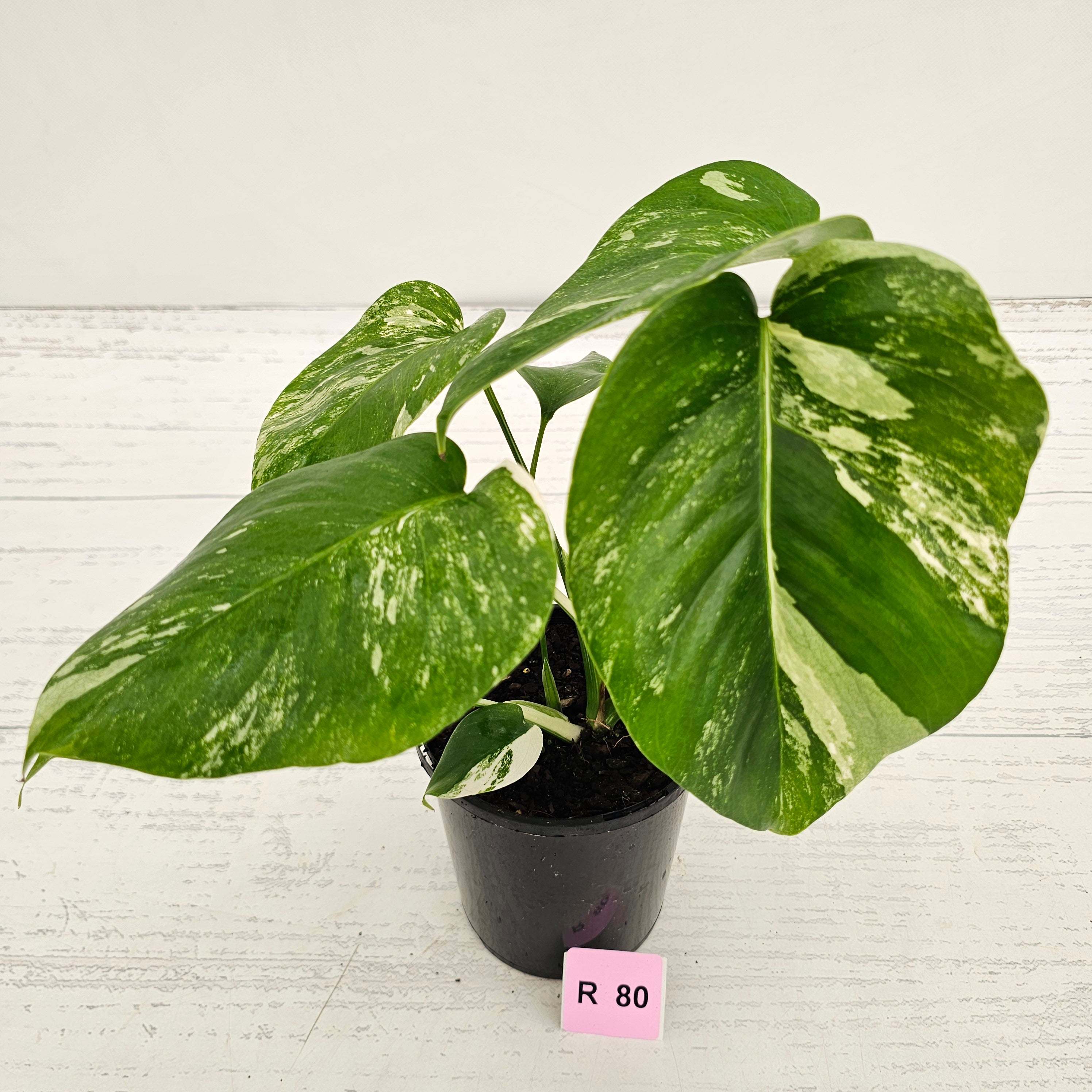 Monstera borsigiana 'Albo'