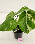 Monstera borsigiana 'Albo'