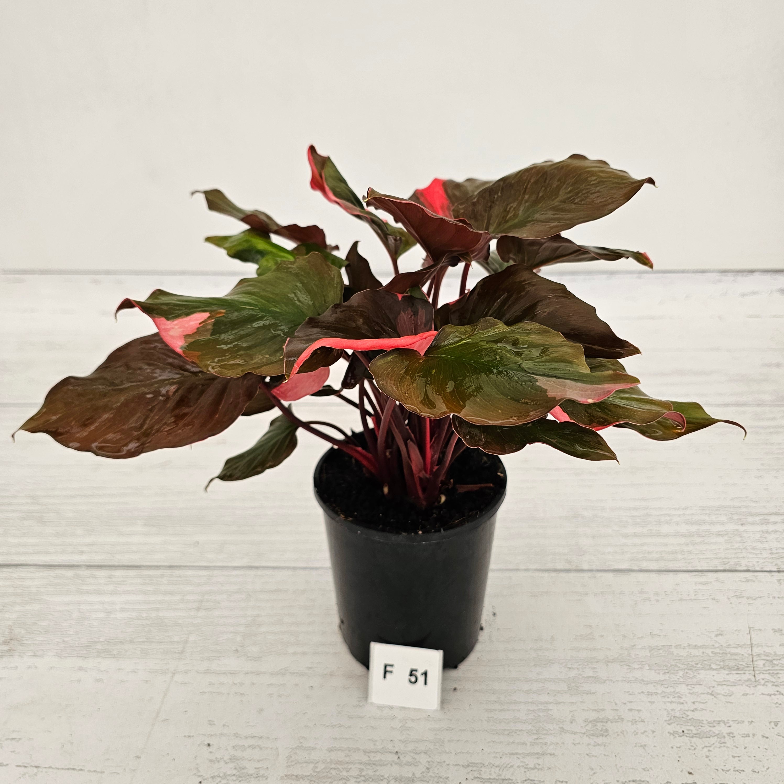 Homalomena rubescens Flaming Red Variegata