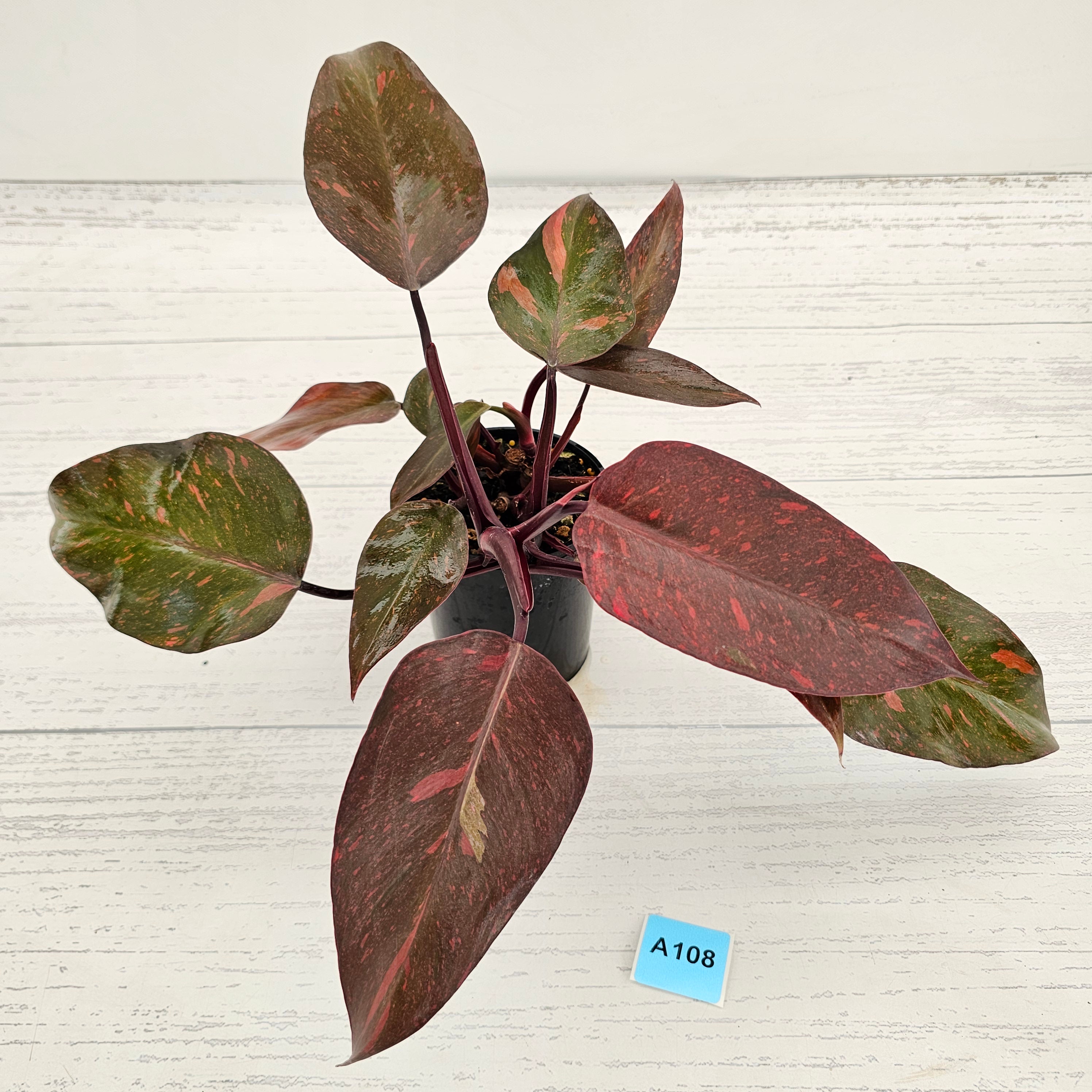 Philodendron 'Orange Princess'