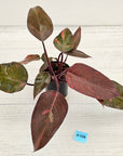 Philodendron 'Orange Princess'