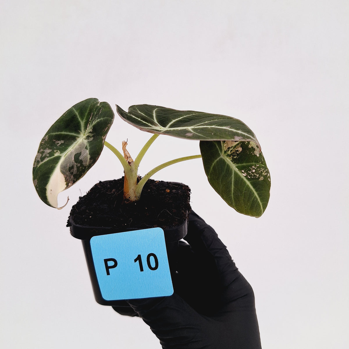 Alocasia reginula 'Black Velvet variegata'