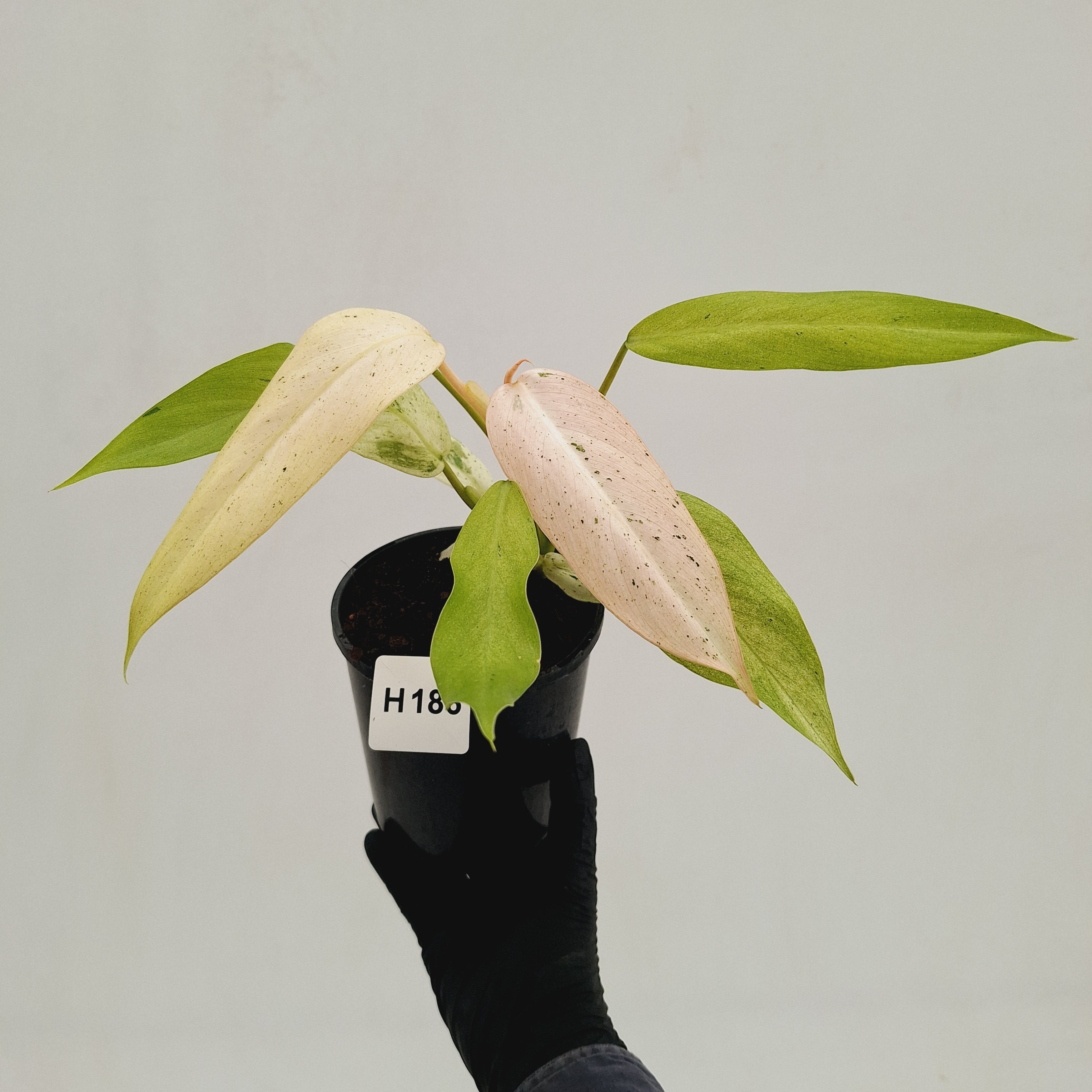 Philodendron  'Whipple Way'