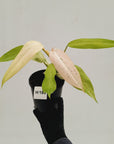 Philodendron  'Whipple Way'