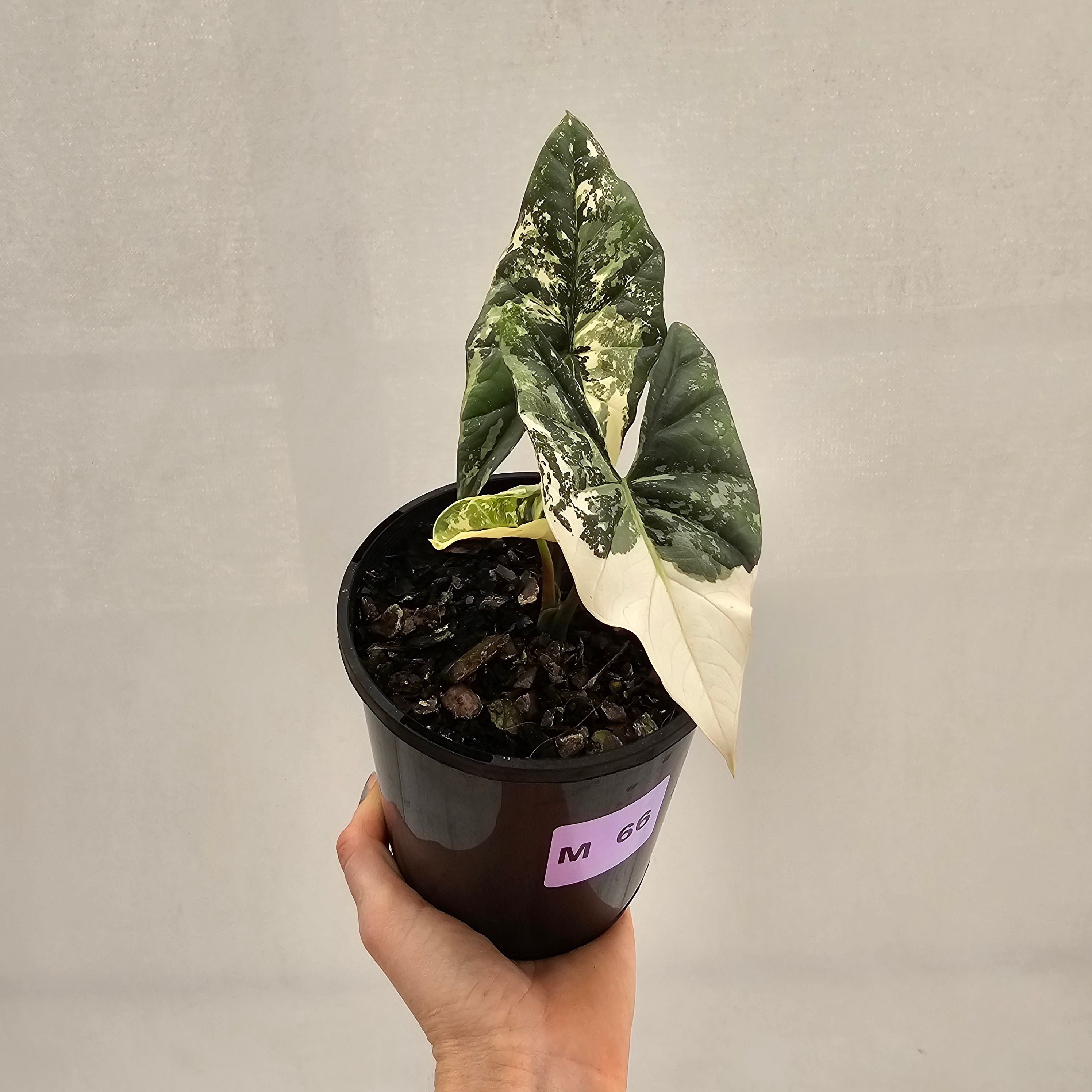 Alocasia ‘Simpo Albo’ Variegata - SALE