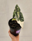 Alocasia ‘Simpo Albo’ Variegata - SALE
