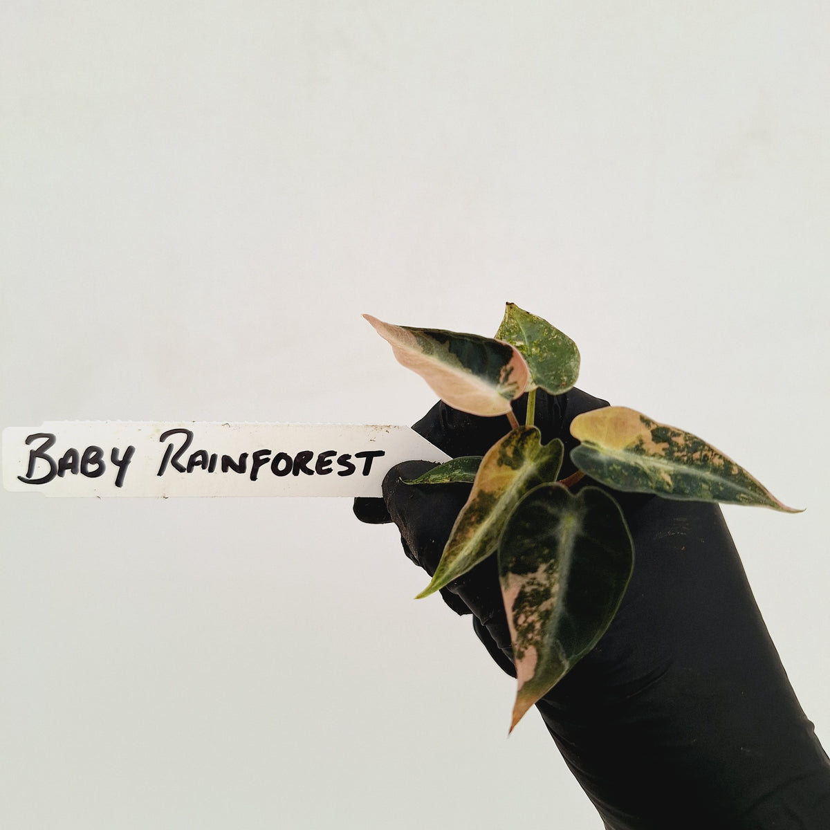 Alocasia Amazonica bambino Variegata - Bare Bottom Baby
