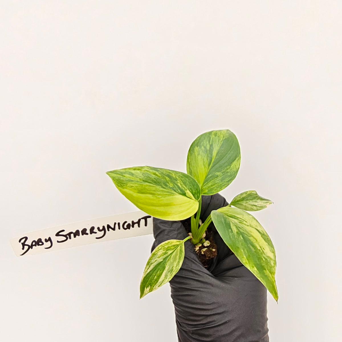 Homalomena rubescens Variegata - Bare Bottom Baby