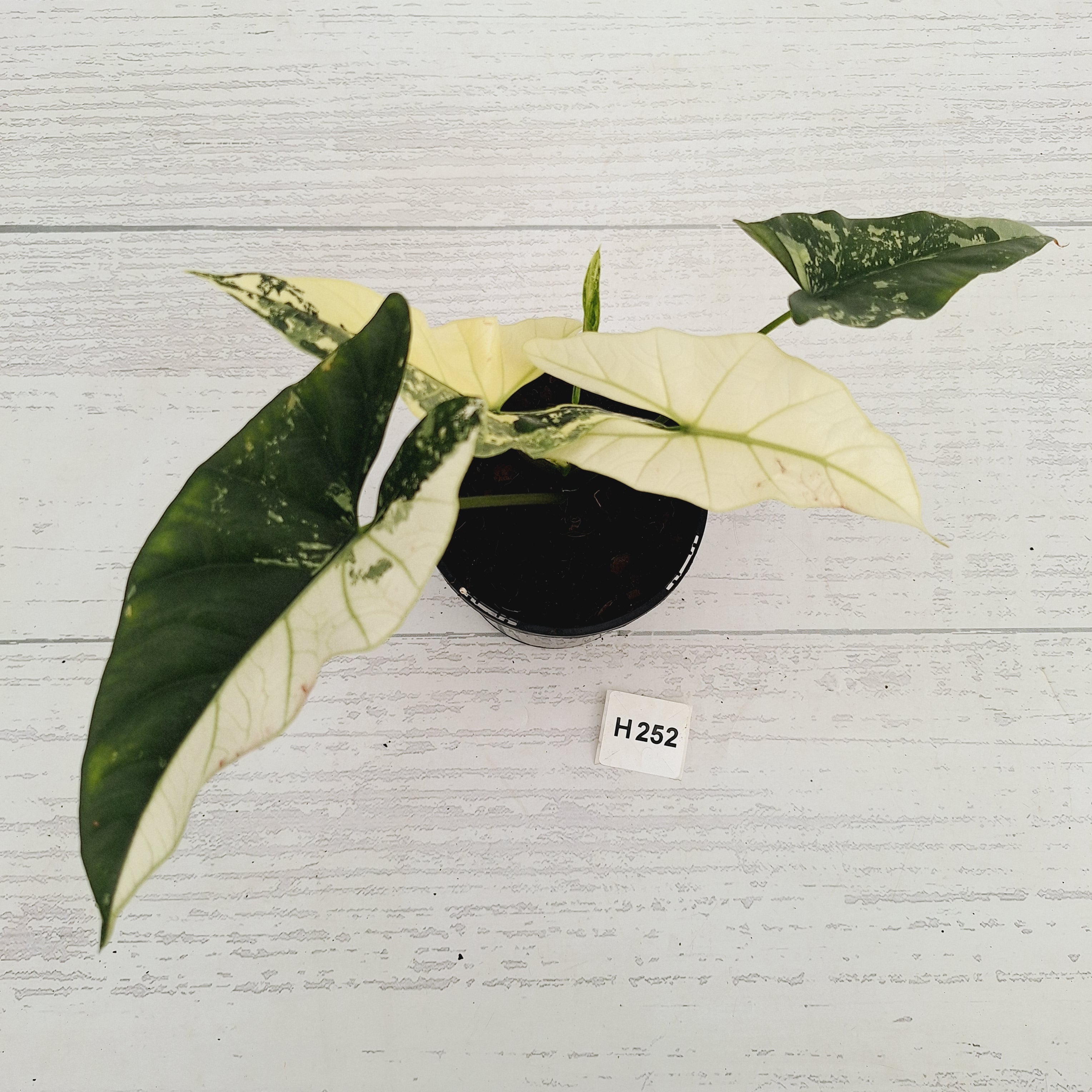Alocasia ‘Simpo Albo’ Variegata - SALE