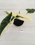 Alocasia ‘Simpo Albo’ Variegata - SALE