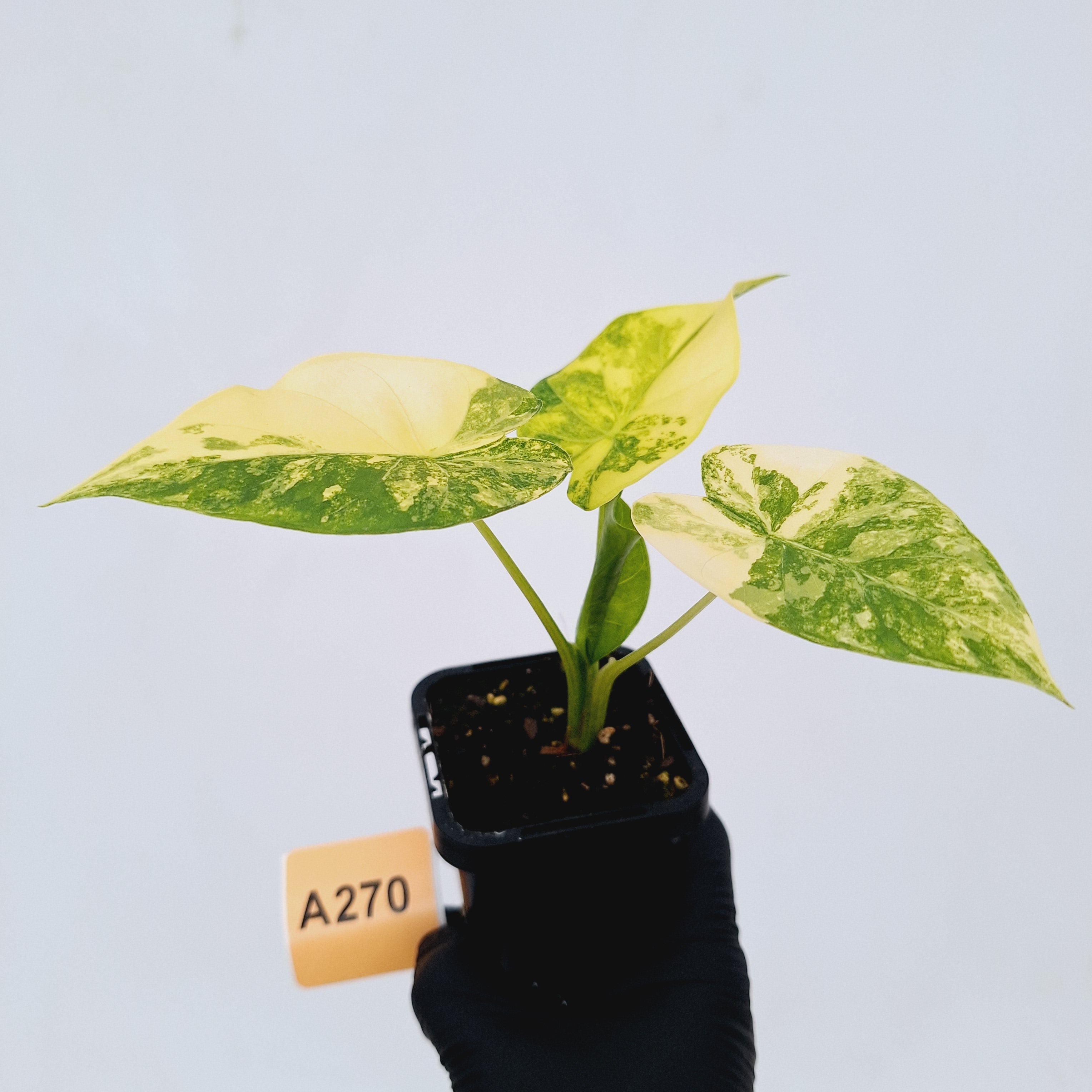 Alocasia Odora &#39;California Aurea Variegata&#39;