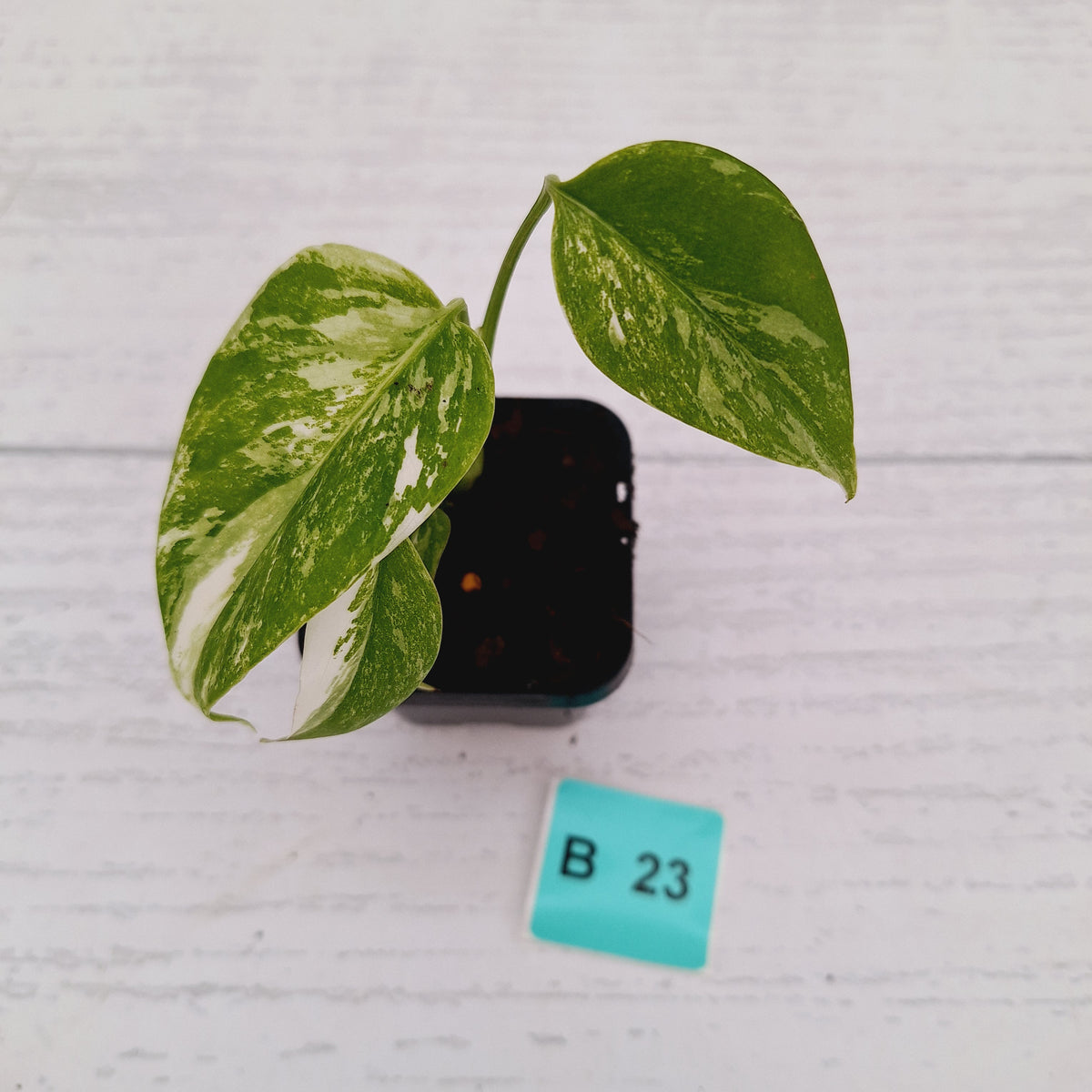Monstera borsigiana 'Albo' - SALE