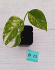 Monstera borsigiana 'Albo' - SALE