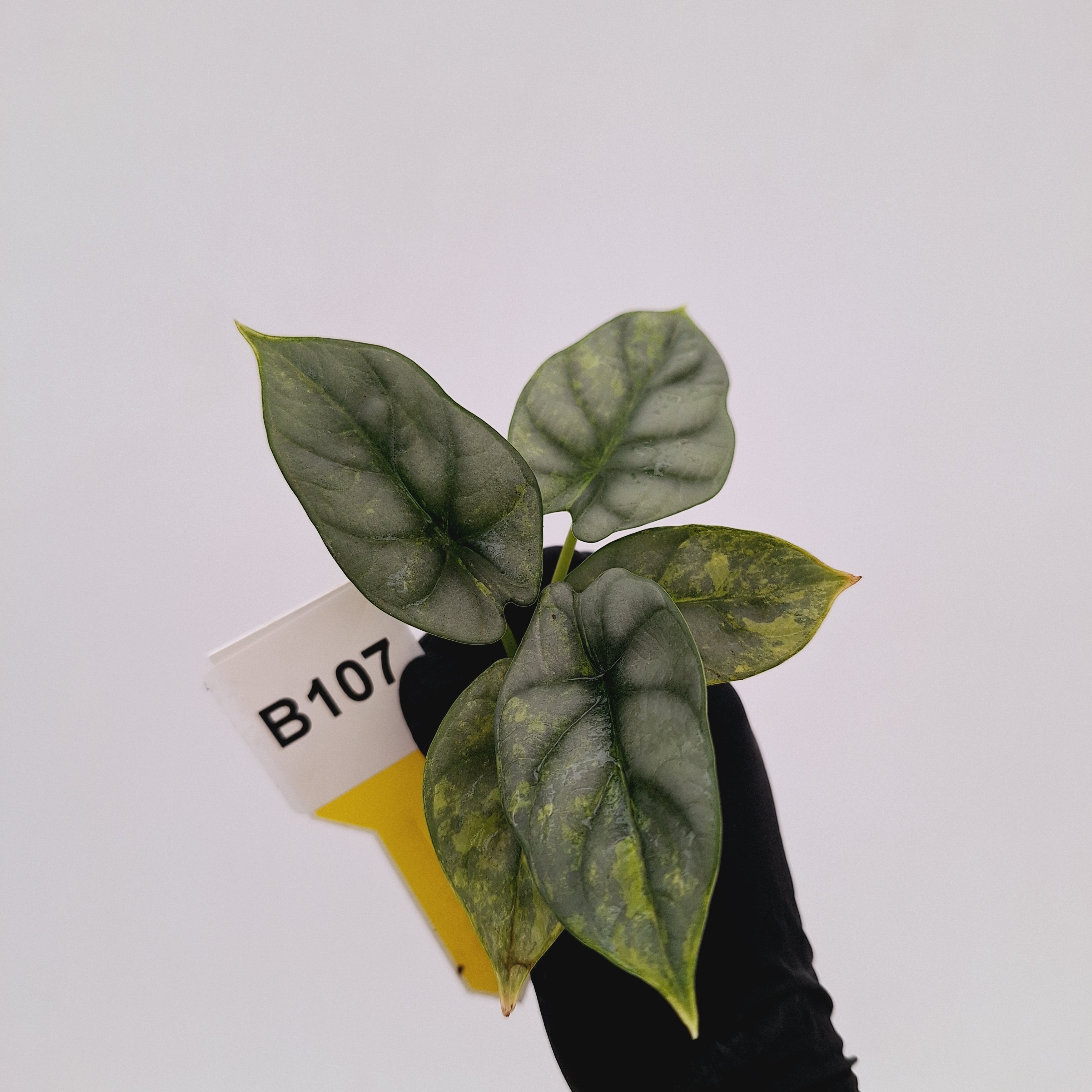 Alocasia baginda 'Silver Dragon' Variegata - Bare Bottom Baby