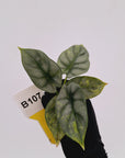 Alocasia baginda 'Silver Dragon' Variegata - Bare Bottom Baby