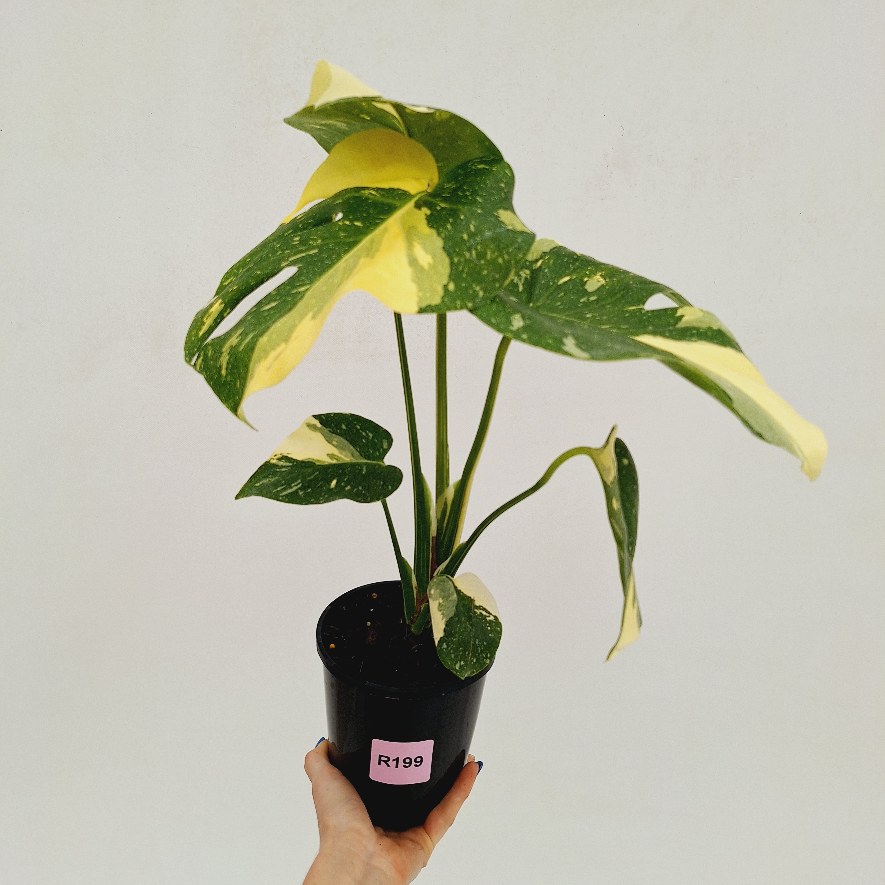 Monstera deliciosa 'Thai Constellation'