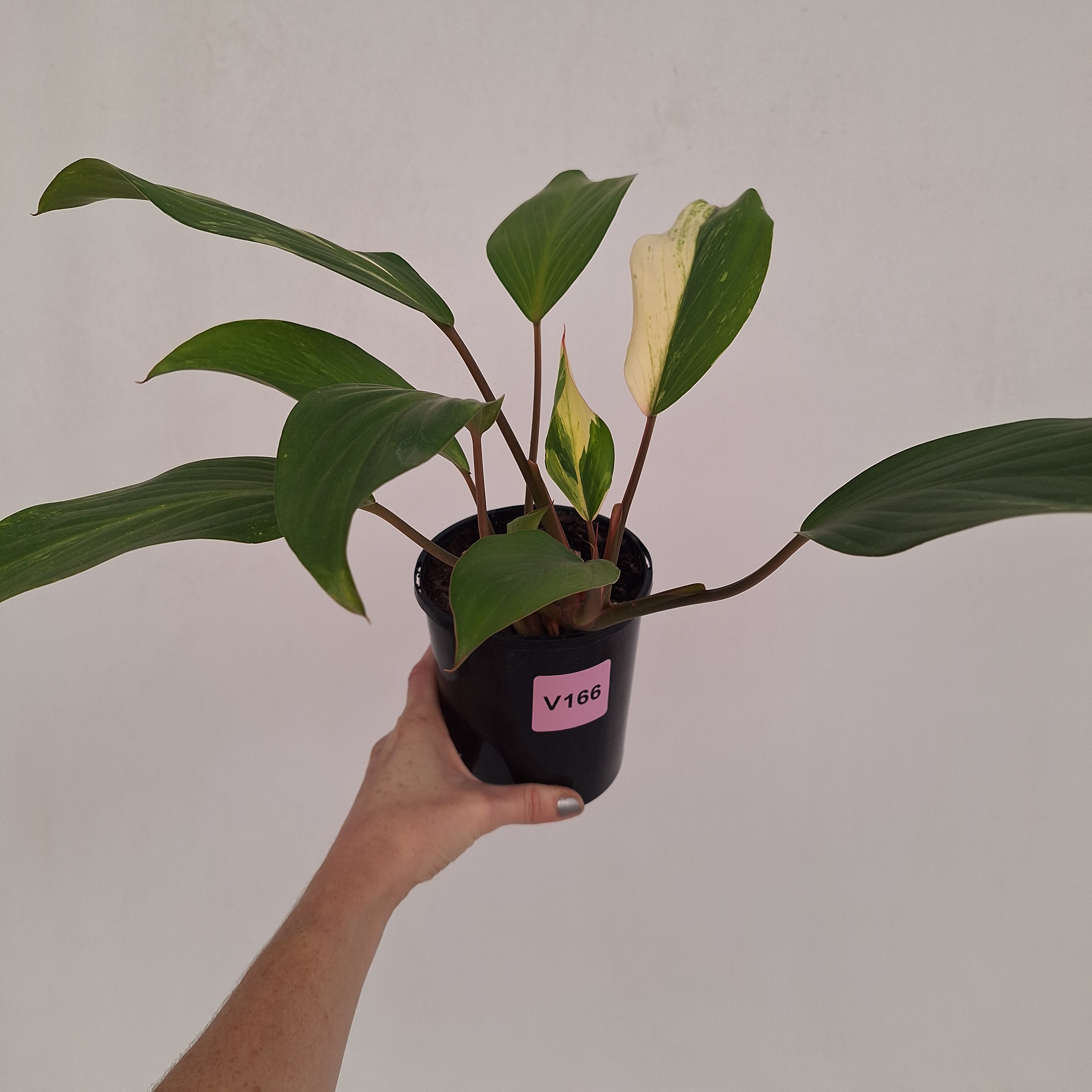 Homalomena Tropical Green Variegata -sale