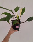 Homalomena Tropical Green Variegata -sale