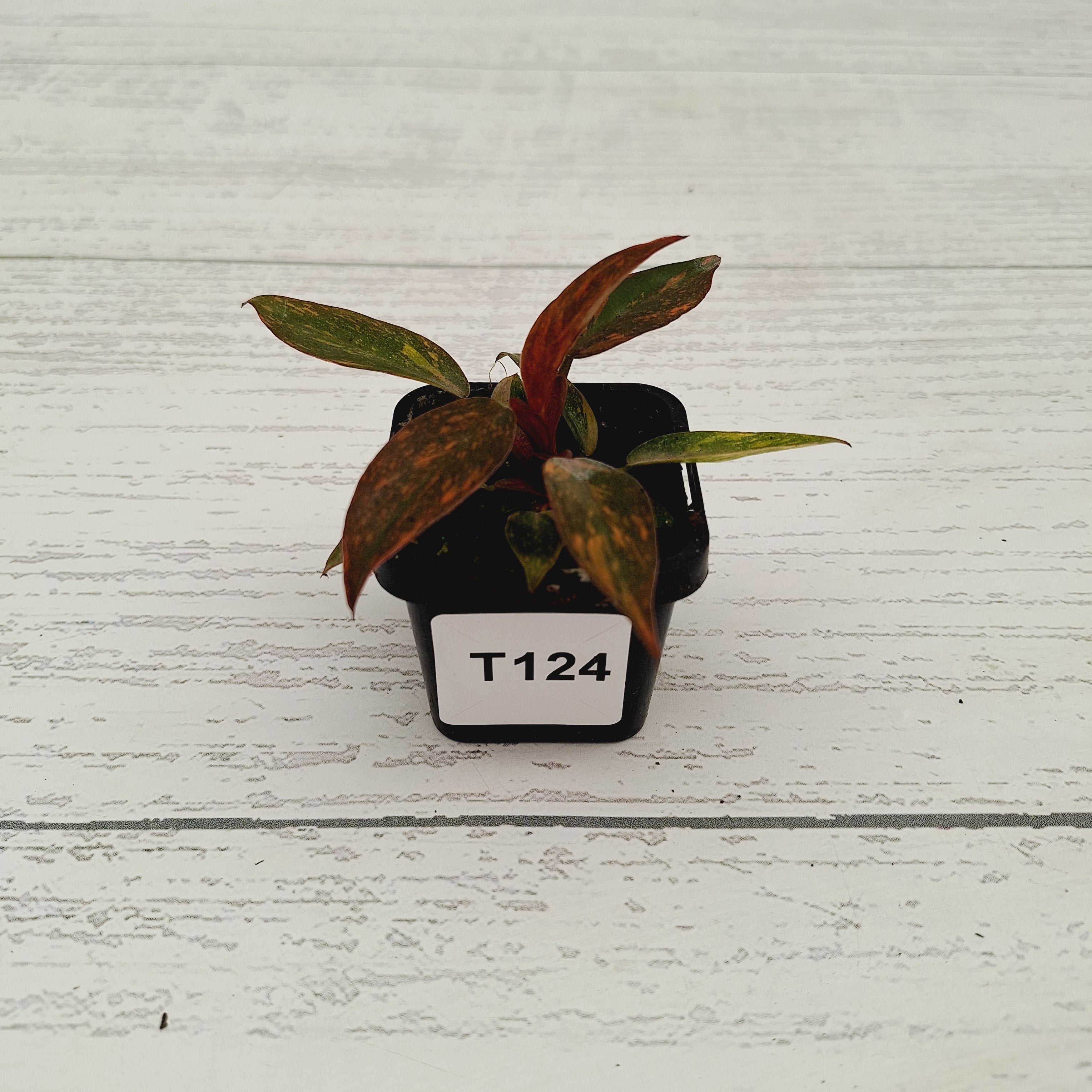 Philodendron &#39;Orange Princess&#39;
