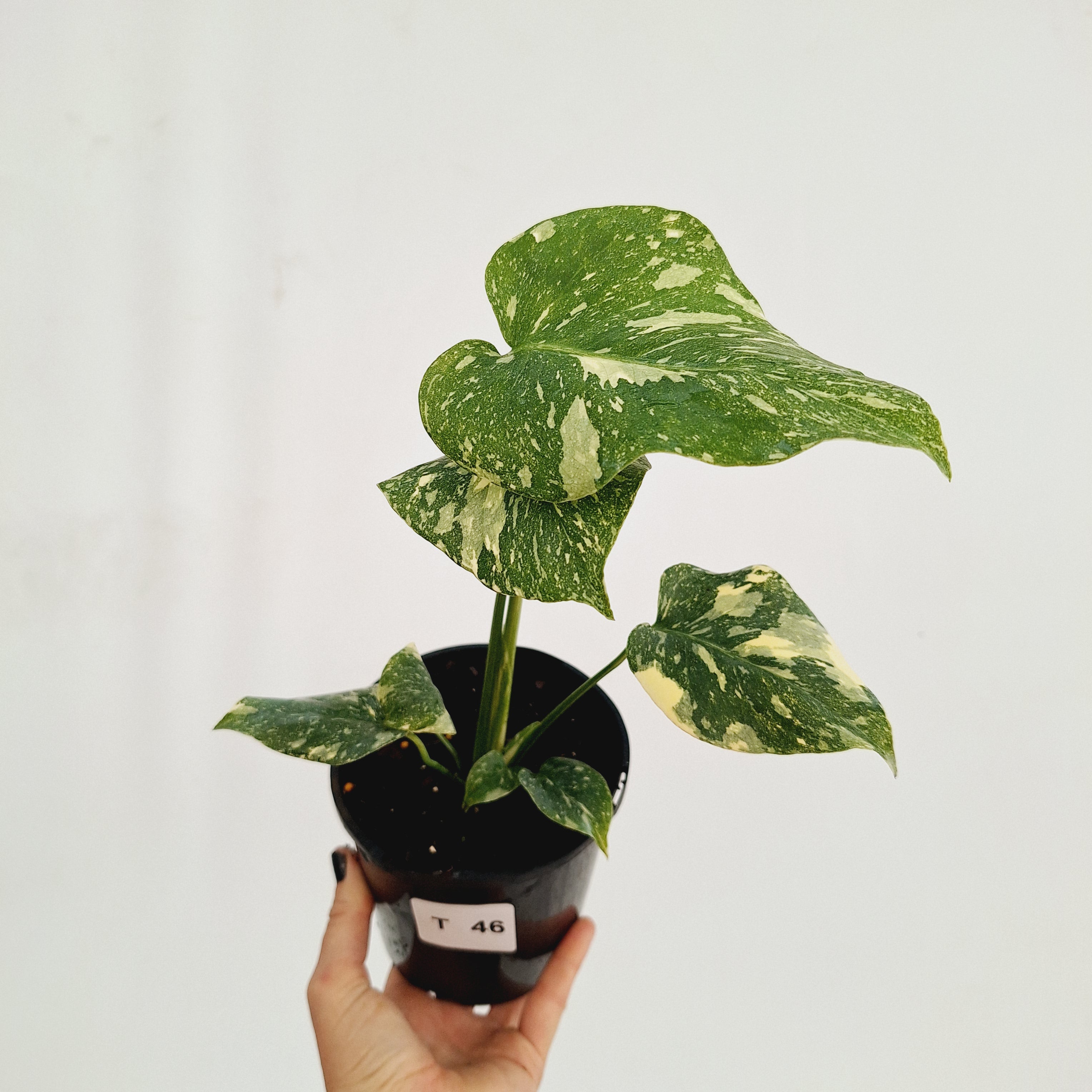 Monstera deliciosa Thai Constellation Sports