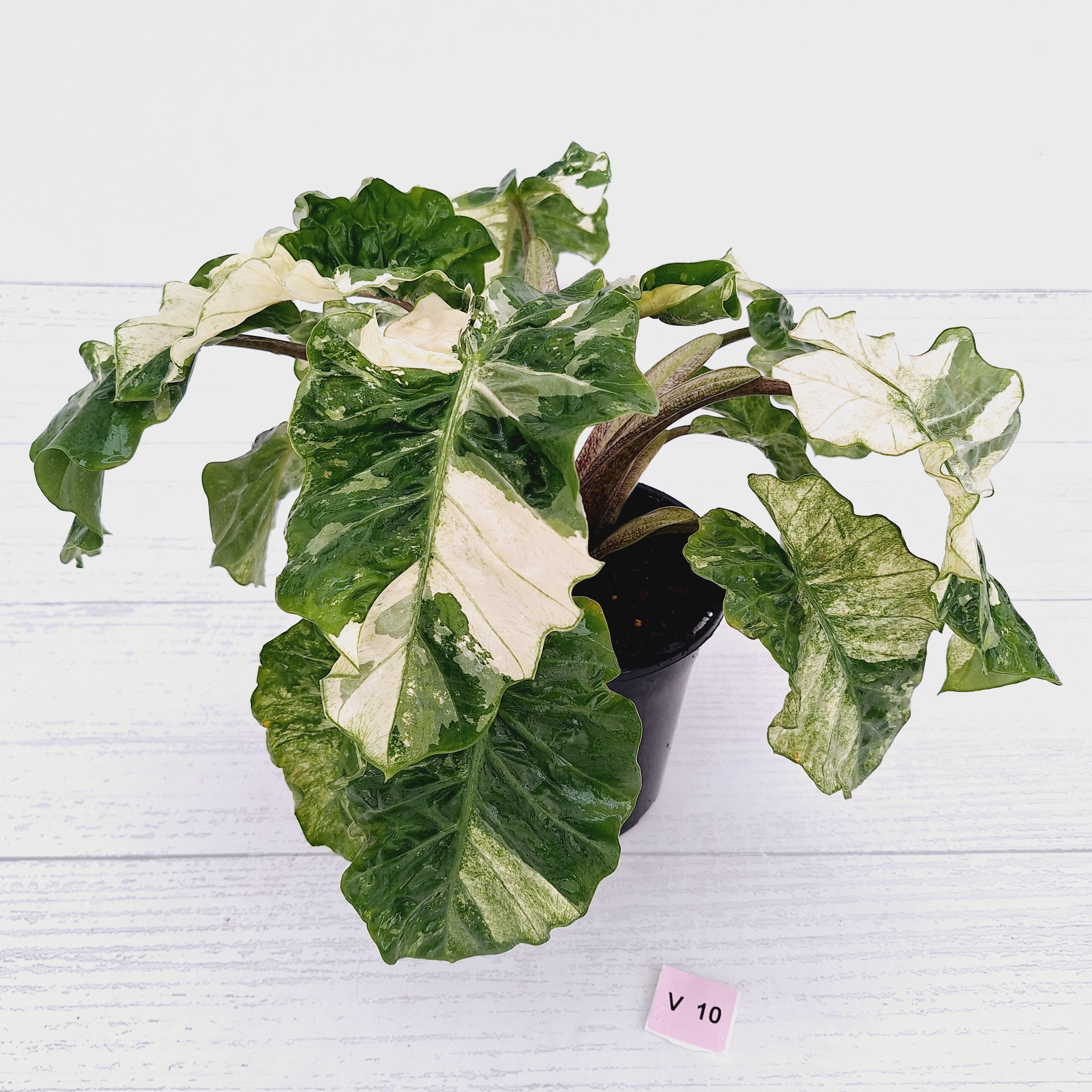 Alocasia odora x portei Low Rider Variegata - SALE