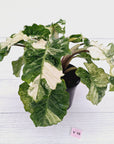 Alocasia odora x portei Low Rider Variegata - SALE
