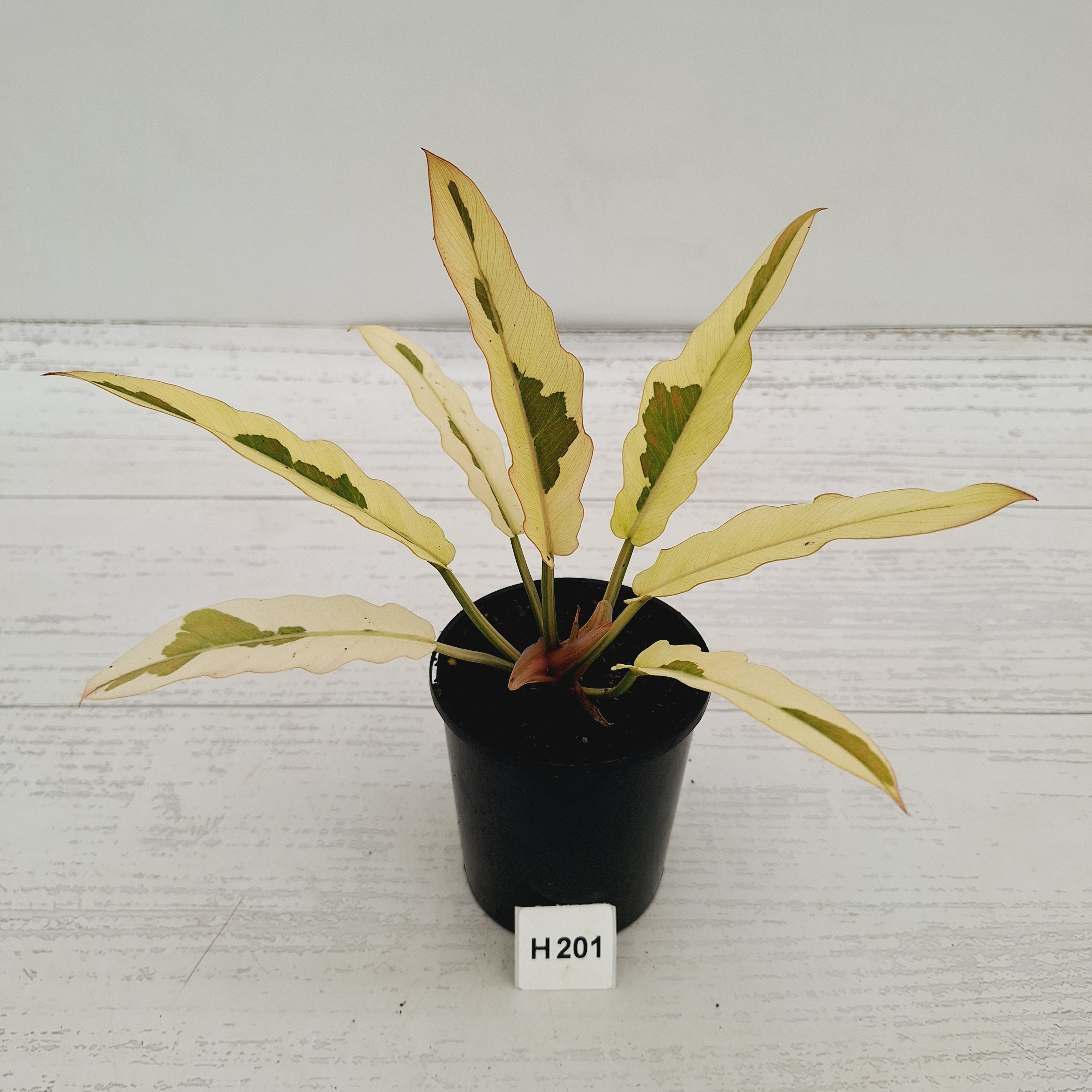 Philodendron serratum Caramel Marble Albo