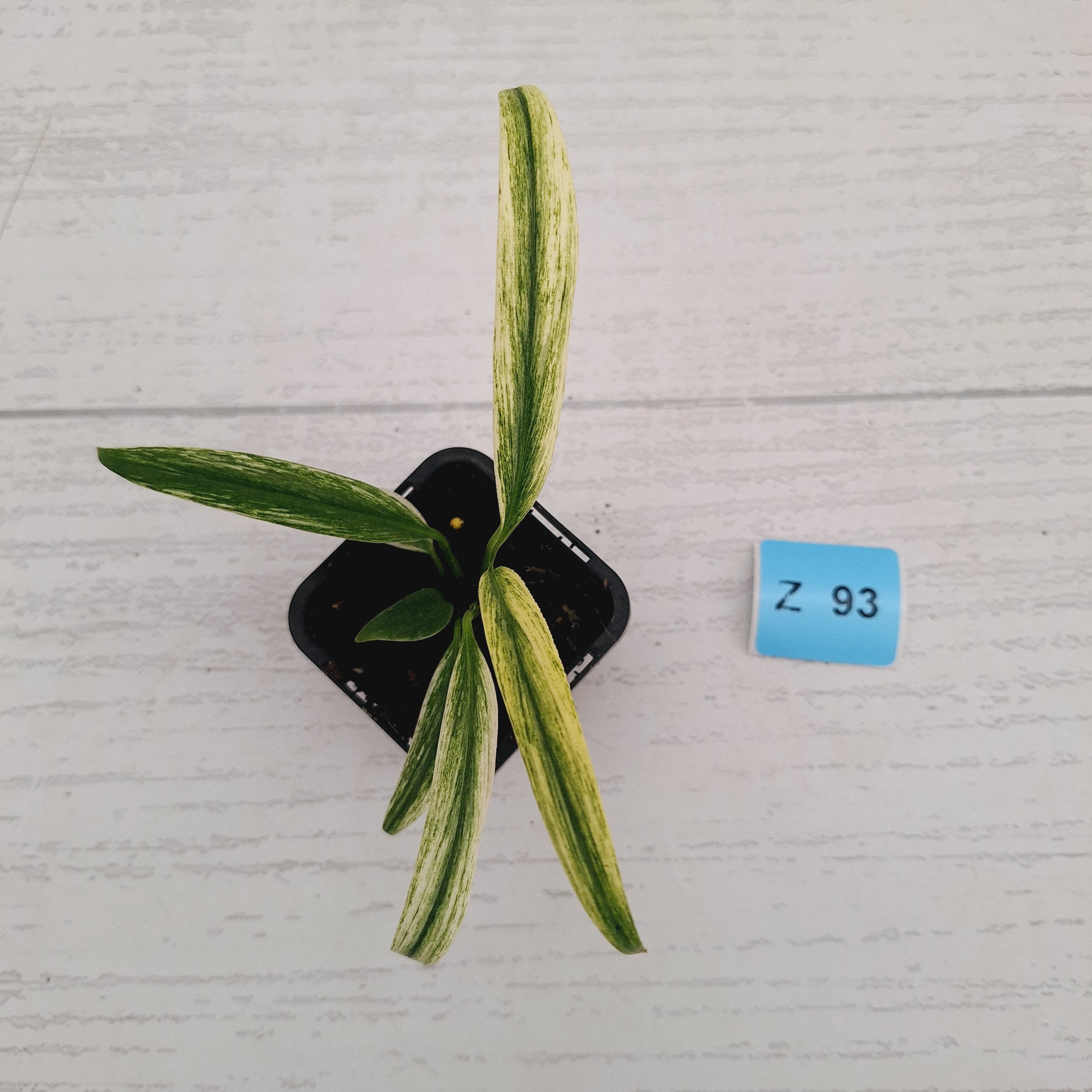 Epipremnum amplissimum variegata 'Albo'