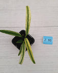 Epipremnum amplissimum variegata 'Albo'
