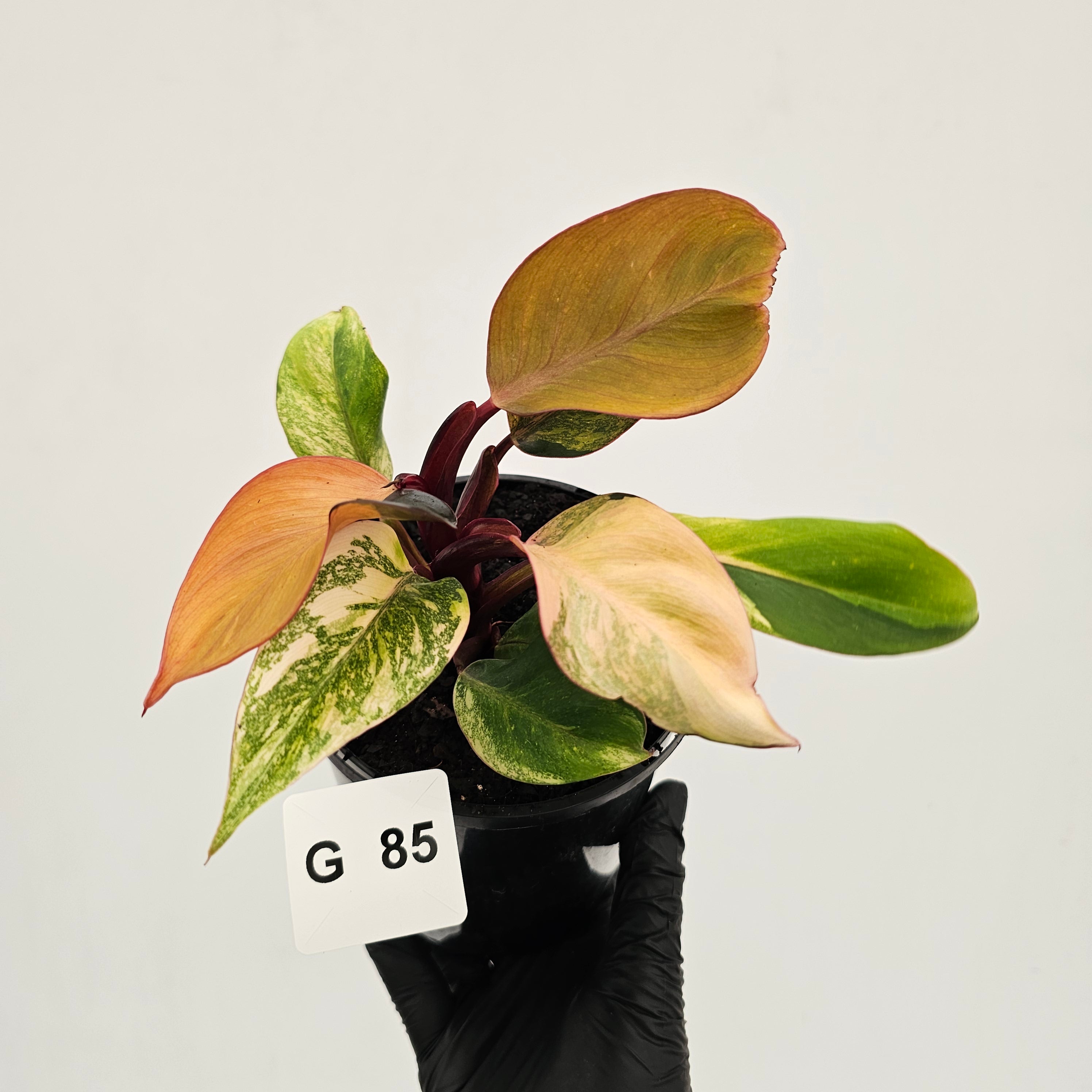 Philodendron 'Orange Princess' Sport