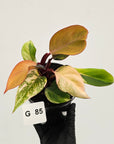 Philodendron 'Orange Princess' Sport