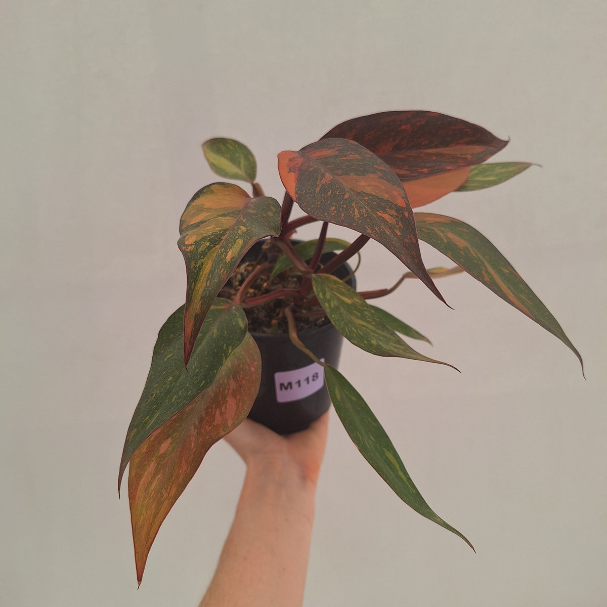 Philodendron 'Orange Princess' Sport