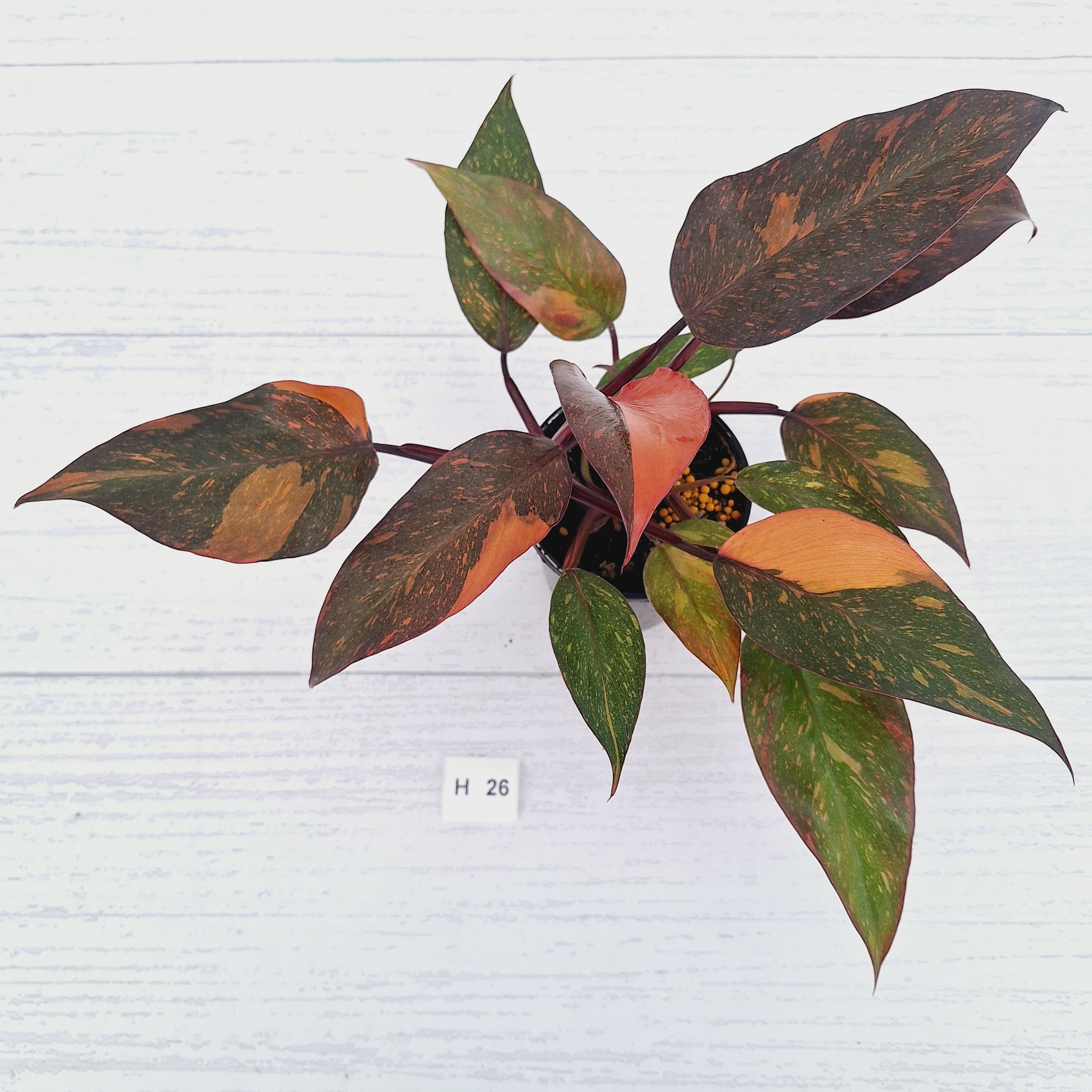 Philodendron 'Orange Princess' - FLASH SALE